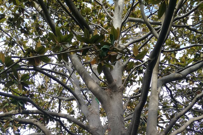 Guided Tour Ciutadella Park Nature, Triumphal Arch and Gaudí in Barcelona. - Why Ciutadella Park makes a good guided walk