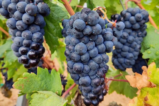 Marques de Riscal and Ysios Architecture Wine Tour w/Lunch, SS - Who will enjoy this Rioja day most?