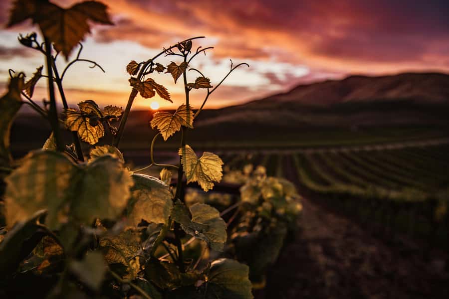 Napier: Art Deco Bike Ride and Wineries Loop - Who will enjoy this ride most