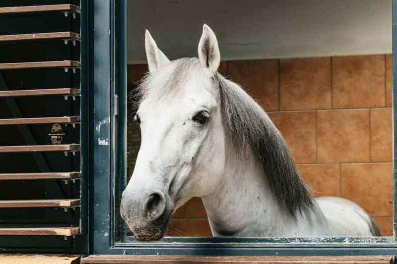 Vienna: Spanish Riding School Guided Architectural Tour - The Winter Riding School and Austrian Late Baroque design